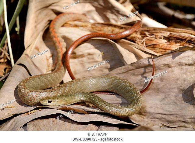 Tiny Night Snake (Ithycyphus miniatus, Coluber miniatus), on fallen leaves, Madagascar, Ankifi