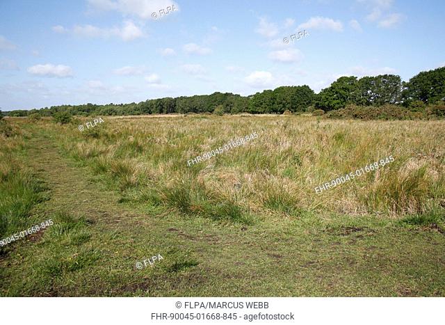 View of rushes growing in river valley fen habitat, Redgrave and Lopham Fen N N R , Waveney Valley, Suffolk, England, may