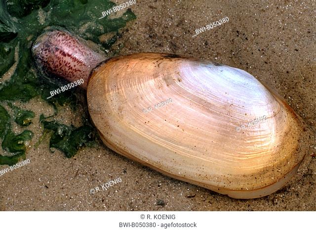 common otter clam (Lutraria lutraria), with the siphon extended at an alga in the sand