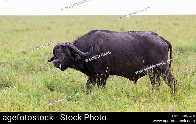 The buffalo is standing in the middle of the meadow in the grass landscape