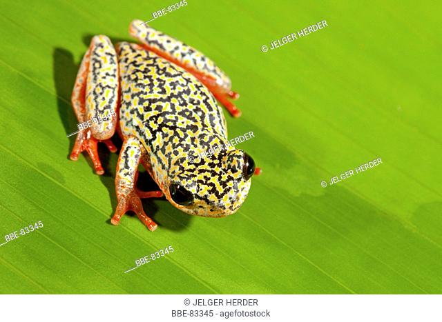 photo of a painted reed frog