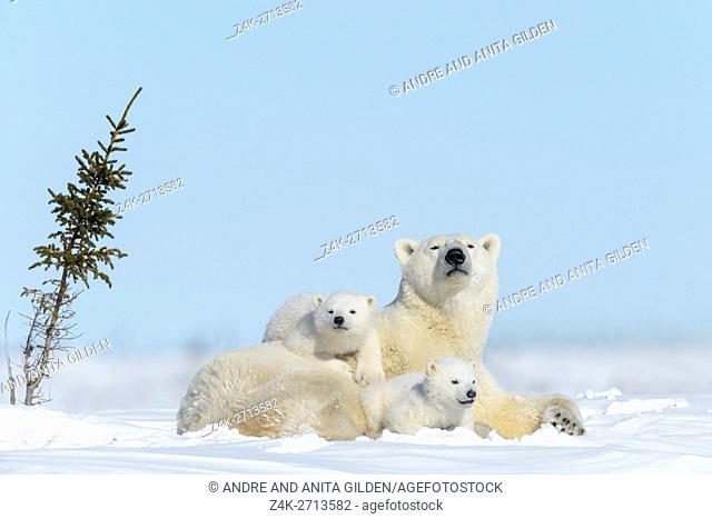 Polar bear mother (Ursus maritimus) with two new born cubs lying down on tundra, looking at camera, Wapusk National Park, Manitoba, Canada