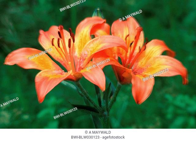orange lily Lilium bulbiferum, blossoms