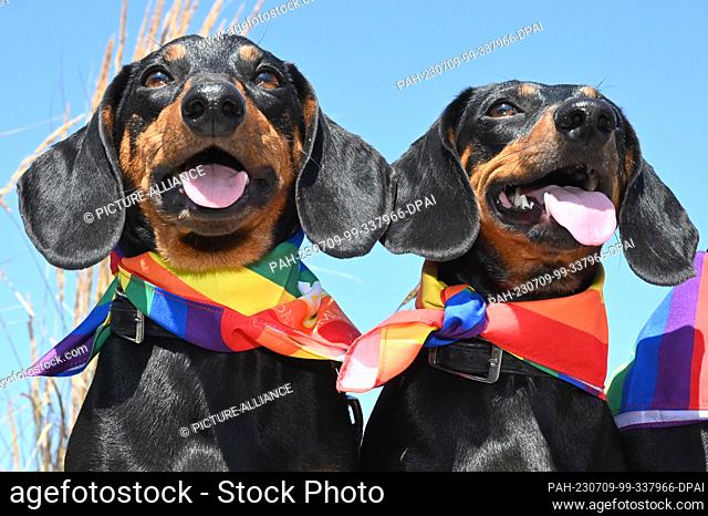 09 July 2023, Bavaria, Munich: The shorthaired dachshunds Seppi and Moni panting in midsummer temperatures of over 30 degrees before the 1st Munich Dachshund...