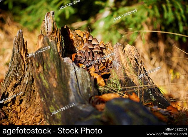 Group of variegated helmlings (Mycena inclinata), Bayersciher Wald, Bayern, Deutschland, Europe
