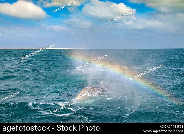 Spouting Adult Gray Whale (Eschrichtius robustus), Laguna Ojo de Liebre (Scammon's Lagoon), Pacific coast, Baja California Sur, Mexico