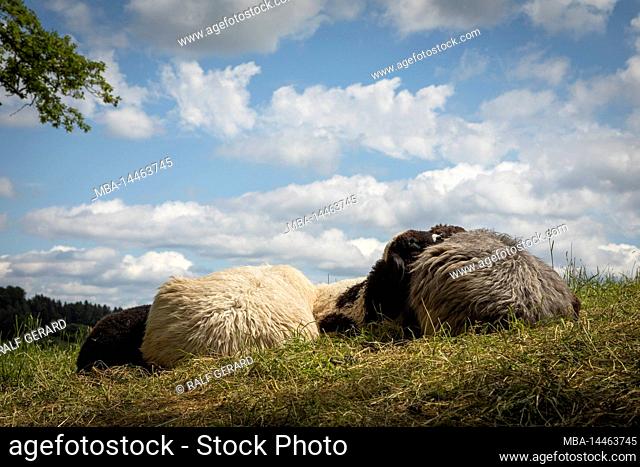 Sheep sleep together in the pasture