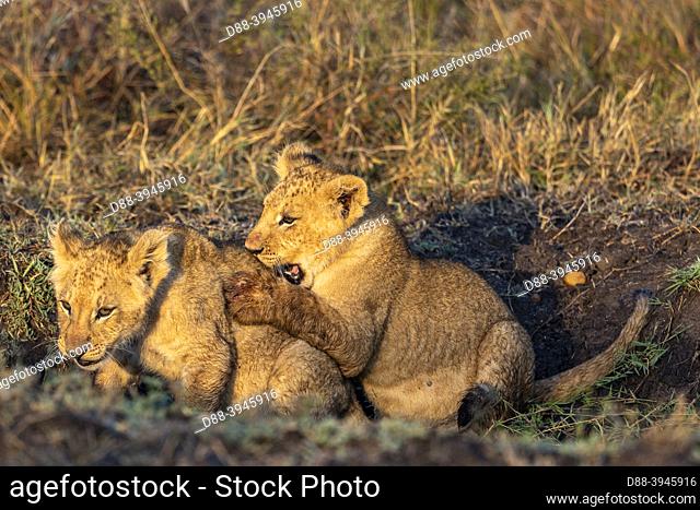 Africa, East Africa, Kenya, Masai Mara National Reserve, National Park, Babies lion (Panthera leo), in savannah, playing