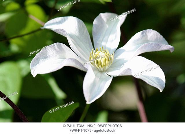 Woodbine, Clematis virginia, A single white flower of the wild clematis
