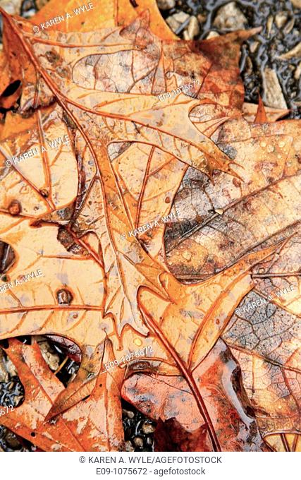wet fallen autumn oak leaves, orange-brown, Indiana