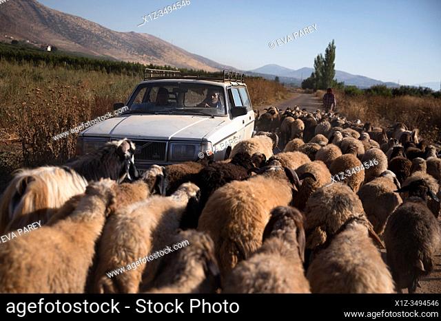 A flock of sheep at a farm guided by a syrian refugee in Bekaa Valley, Lebanon. . Syrian refugees fleeing from war, work on agricultural farms in the Bekaa...