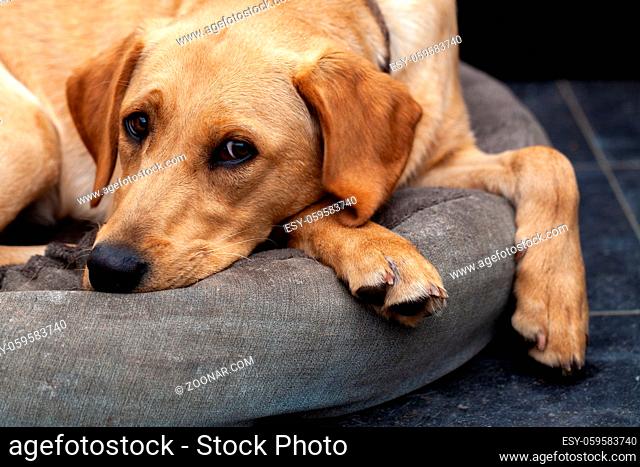 Blonde Labrador retriever dog portrait. High quality photo