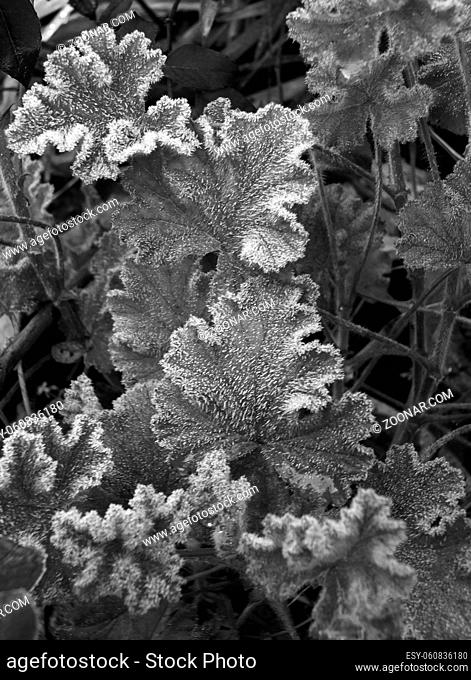 monochrome close up image of ice crystals on frozen leaves in winter