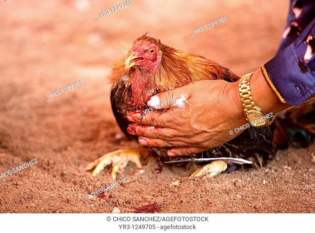 A rooster owner steadies his bloody bird at a cockfight the outskirts of Mexico City. Cockfighting originated in India, China, Persia