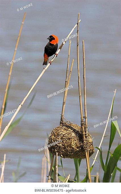 red bishop Euplectes orix, male on reed, with nest, South Africa, Piketberg