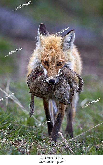 Red fox (Vulpes vulpes) (Vulpes fulva) carrying Uinta ground squirrel (Urocitellus armatus) prey, Yellowstone National Park, Wyoming, United States of America