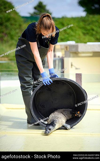 20 May 2022, Schleswig-Holstein, Friedrichskoog: Ulrike Meinfelder, veterinarian and head of animal care at the Friedrichskoog Seal Sanctuary