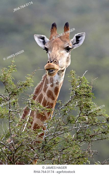 Cape giraffe Giraffa camelopardalis giraffa feeding, Hluhluwe Game Reserve, South Africa, Africa