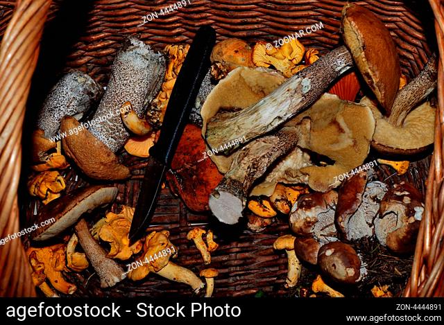 viele frische pilze in korb gesammelt im sommer und wald