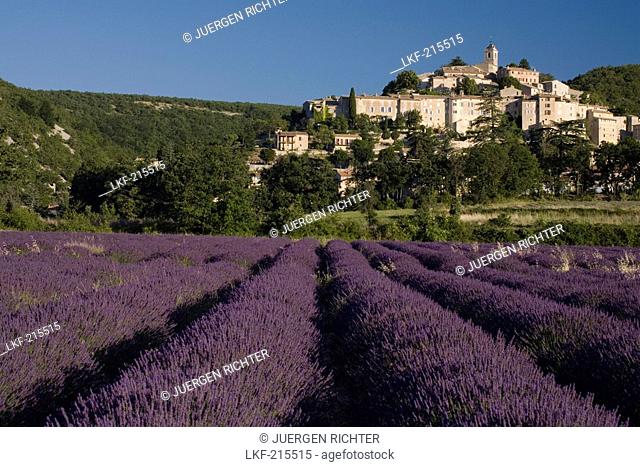 Blooming lavender field in front of the village Banon, Alpes-de-Haute-Provence, Provence, France