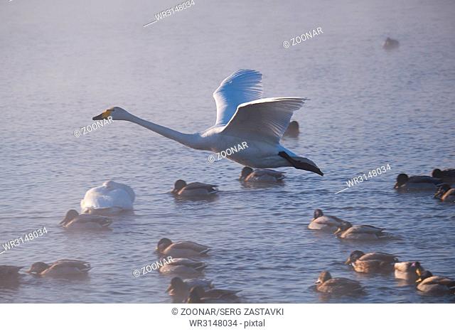 Swans fly in mist on altai lake Svetloe