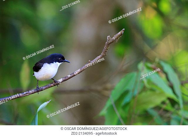 Dark-backed Sibia (Malacias melanoleucus) perched on branch. Doi Lang. Doi Pha Hom Pok National Park. Thailand