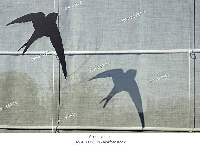Eurasian swift (Apus apus), sticker on a window against bird strikes, Belgium, Flanders