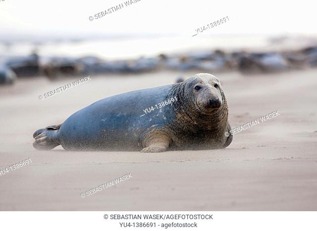 North Atlantic Grey Seal  Halichoerus grypus at the Donna Nook RAF bombing range National Nature Reserve  Lincolnshire  England Europe