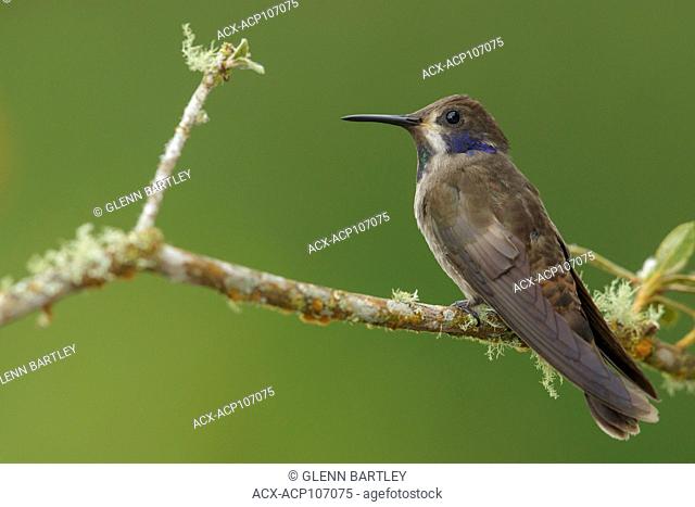 Brown Violetear Hummingbird (Colibri delphinae) perched on a branch in the mountains of Colombia, South America