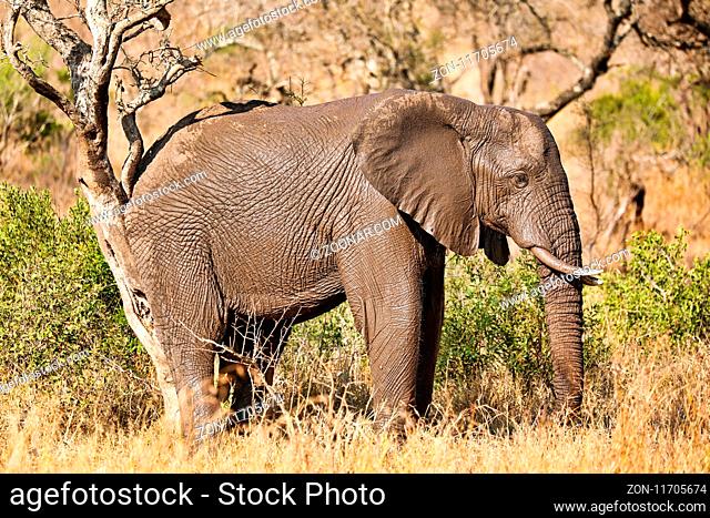 Elefant kratzt sich am Baum im Kruger Nationalpark Südafrika; african elephant scratching on a tree, south africa, wildlife
