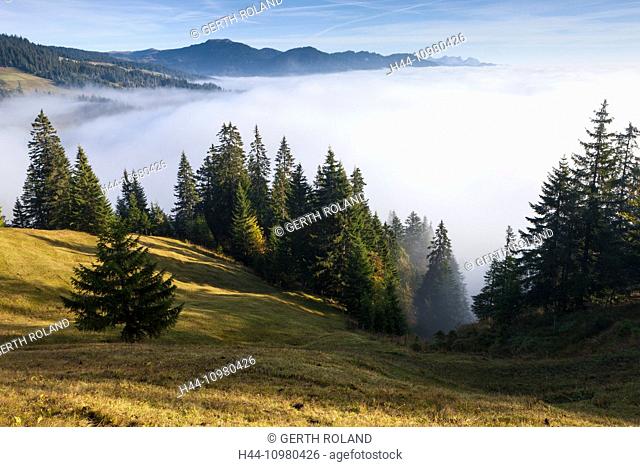 Rorwald forest in the canton of Obwalden