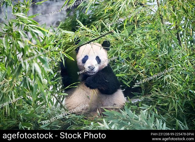 08 December 2023, Berlin: Panda Paule sits in his enclosure during a farewell ceremony for panda bears Pit and Paule at Zoo Berlin