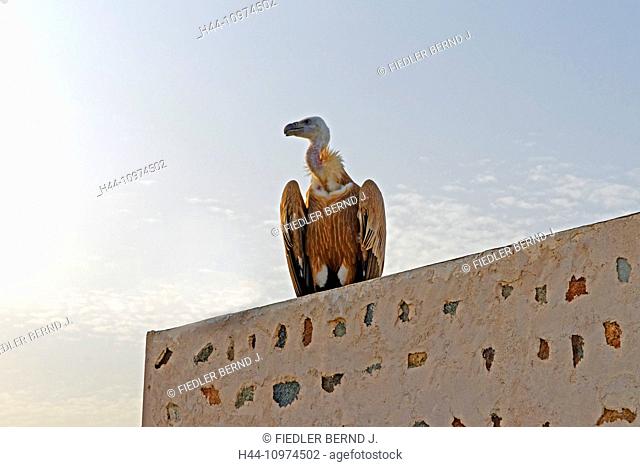 Middle East, Near East, United Arab Emirates, UAE, Sharjah, Khor Kalba, Al Ghayl fort, Griffon vulture, Gyps fulvus, ornithological station, building