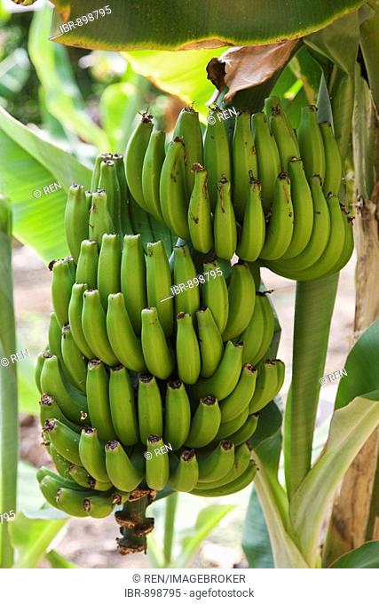 Banana bunch hanging from the banana plant (Musa)