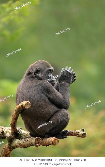 Western Lowland Gorilla (Gorilla gorilla gorilla), adult female, clapping hands while sitting on a tree, captive, Apenheul Primate Park, Apeldoorn, Gelderland