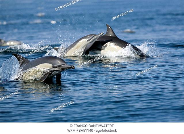 long-beaked common dolphins, Delphinus capensis, Wild Coast, Transkei, Southeast Africa, Indian Ocean, Mozambique