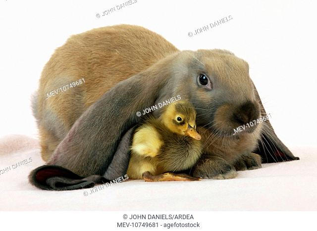 RABBIT - English lop sitting with duckling