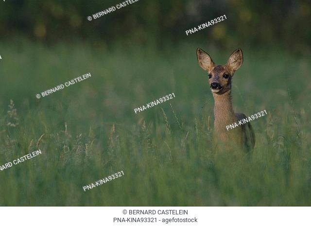 Roe Deer Capreolus capreolus - Wuustwezel, Antwerp, Flanders, Belgium, Europe