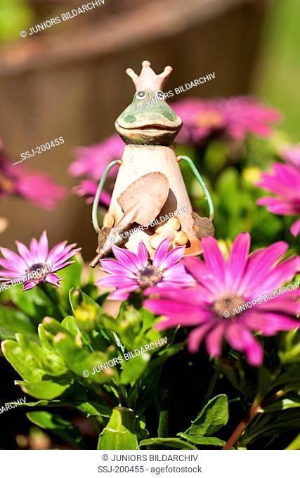 Figure of The Frog Prince among flowering Cape Marguerites. Germany