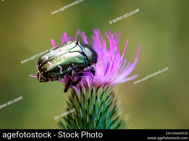 Close up of a rose chafer on a milk thistle