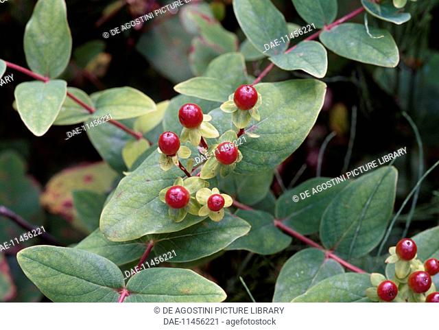 Tutsan berries (Hypericum androsaemum), Hypericaceae