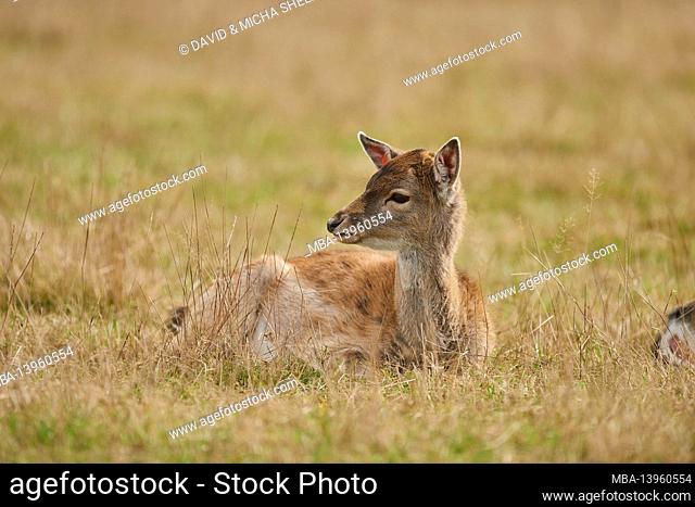 Fallow deer (Dama dama), meadow, lying