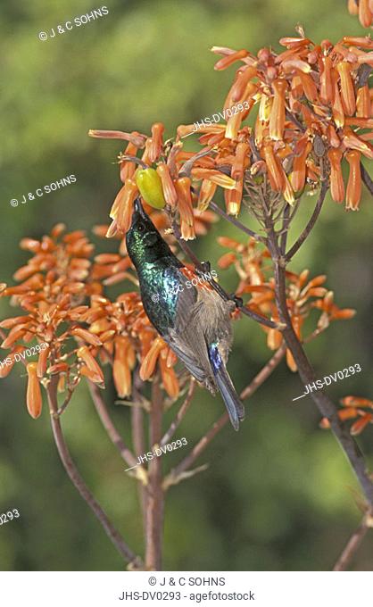 Greater Doublecollared Sunbird, Nectarinia afra, South Africa, adult male feeding on bloom