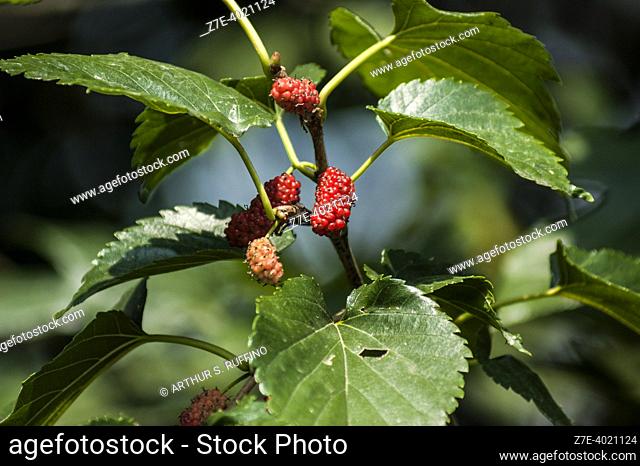 Blackberries (Rubus allegheniensis). Flora of The Ecological Corridor of Biulè, The LIPU Oases of Cesano Maderno (Il Corridoio Ecologico del Biulè