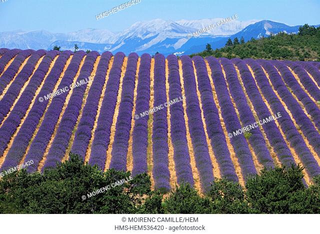 France, Alpes de Haute Provence, around Puimichel, lavender, deep south of the Alps