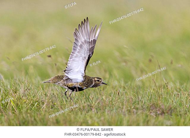 Eurasian Golden Plover (Pluvialis apricaria) adult, breeding plumage, stretching wings, standing on grass, Shetland Islands, Scotland, June