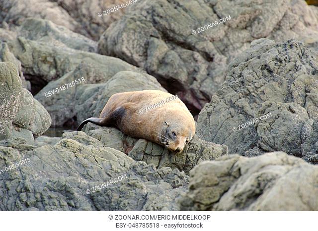 Fur Seal sun bathing, Kaikoura Coast, South Island, New Zealand