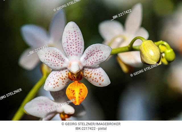 Flower of an Orchid (Phalaenopsis Mini Mark), Palm Garden, Frankfurt, Hesse, Germany, Europe