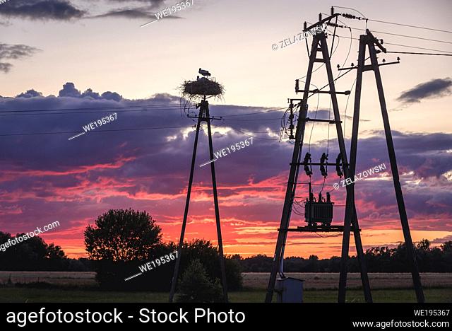 Stork nest on a field in Mazowieckie Province of Poland