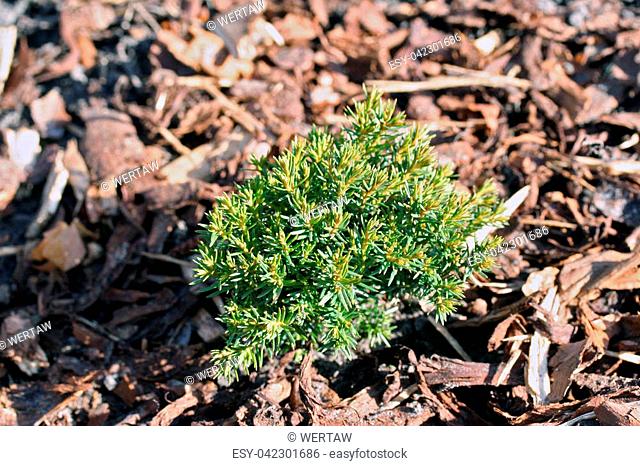 Small thuja occidentalis Teddy in the garden, two years old plant
